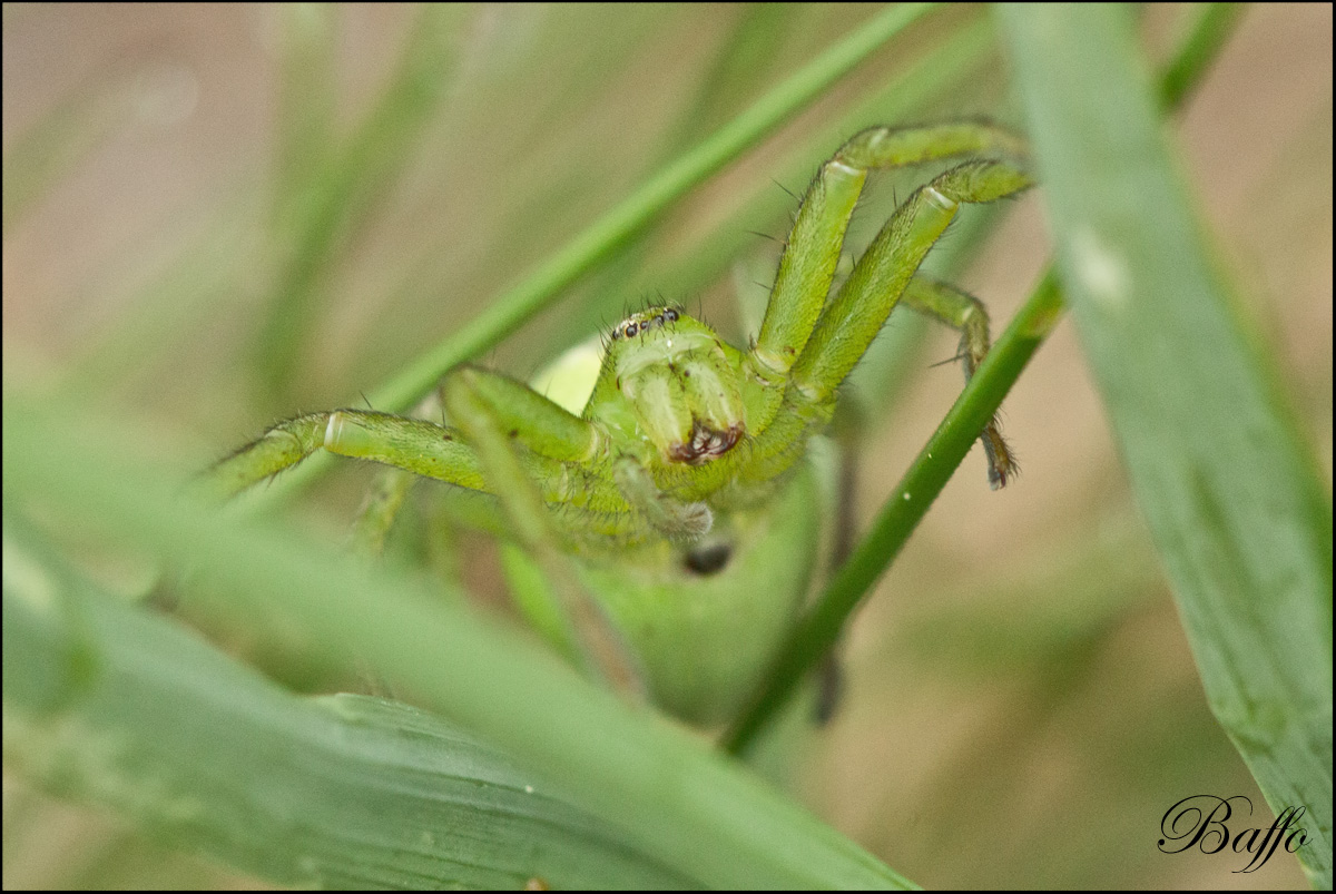 Micrommata ligurina - Carso triestino (TS)